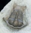 Cyphaspides Trilobite - Jorf, Morocco #2165-1